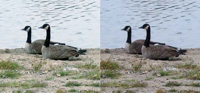 Before-and-after restoration of geese near the water