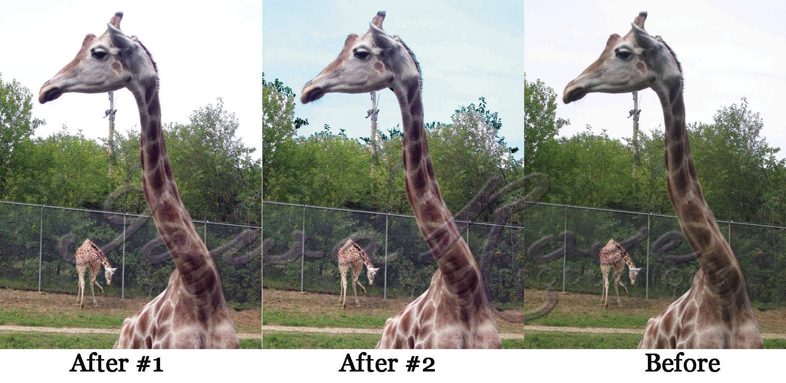 Before-and-after restoration of a giraffe photograph