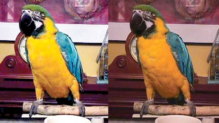 Before-and-after restoration of a bird photograph
