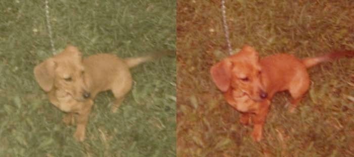 Before-and-after restoration of a dog named Sandy